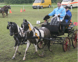 Die Lewitzer Stute Fanny, erfolgreichstes Pony der letzten Jahre aus MV links an der Deichsel neben Sabiene auf der Ehrenrunde mit Tim Dallmann. Foto: Wego